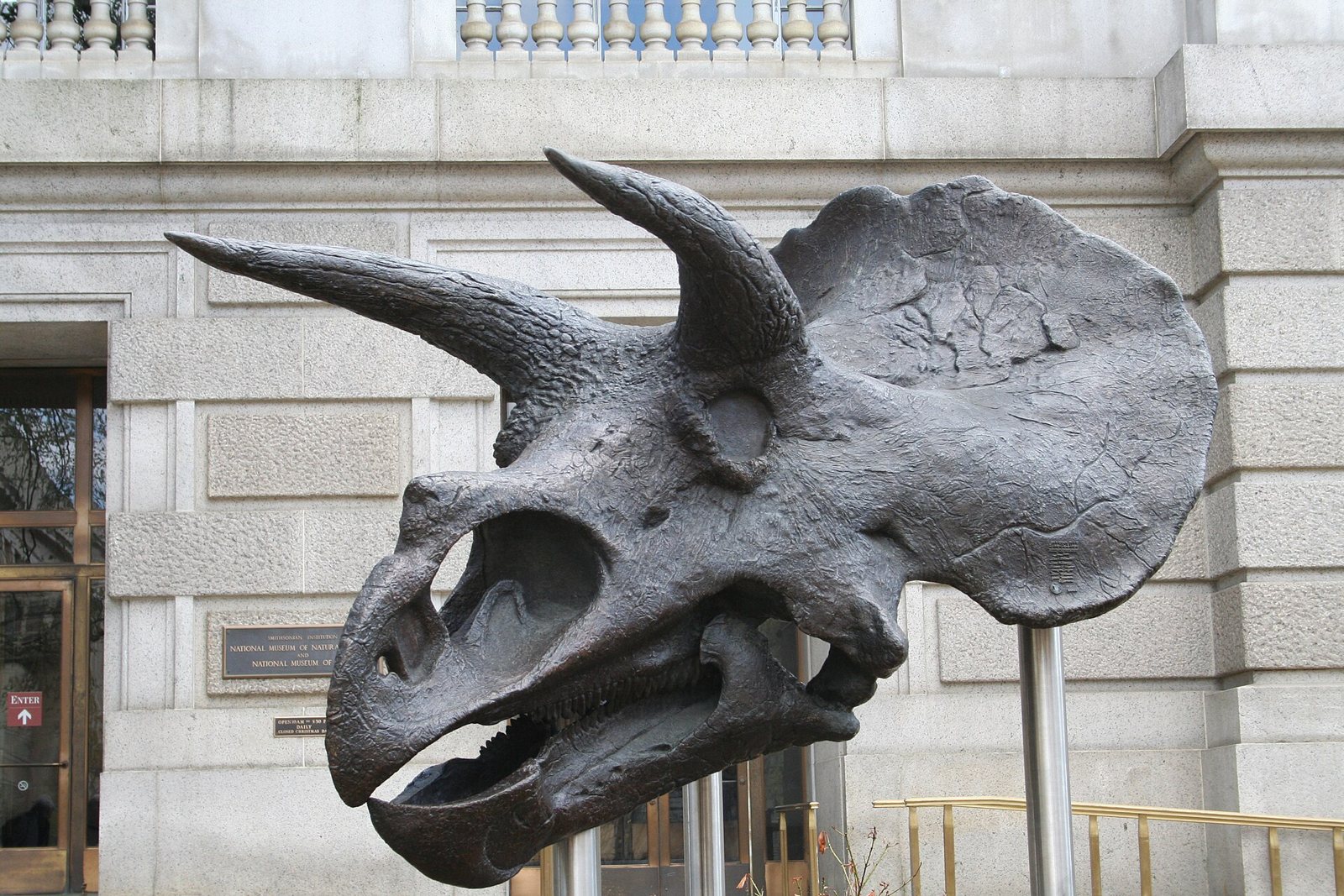 A dark bronze Triceratops skull on steel posts in front of a stone museum wall, with two long brow horns, a short nose horn, a beak and a wide frill with a ridged surface