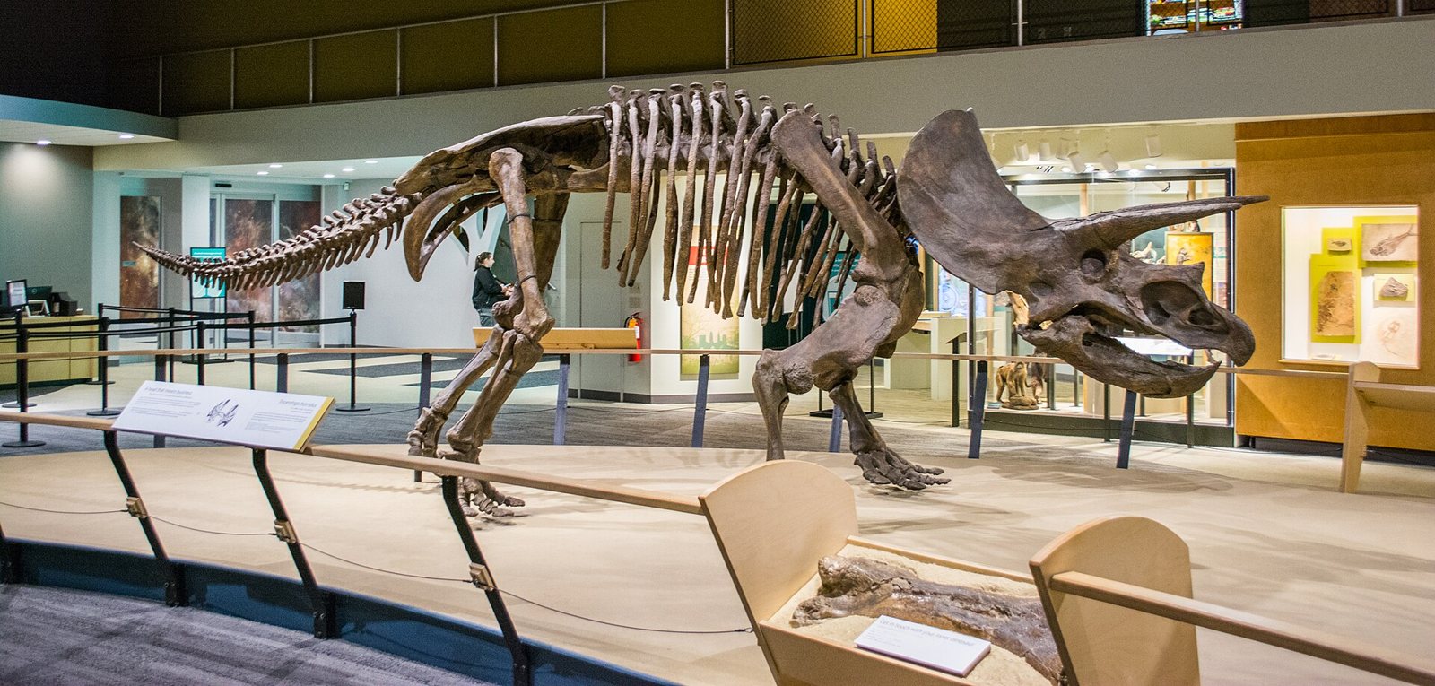 A mounted Triceratops skeleton cast striding across a museum hall, its head lowered at the right with the frill and horns raised, behind a curved wooden railing