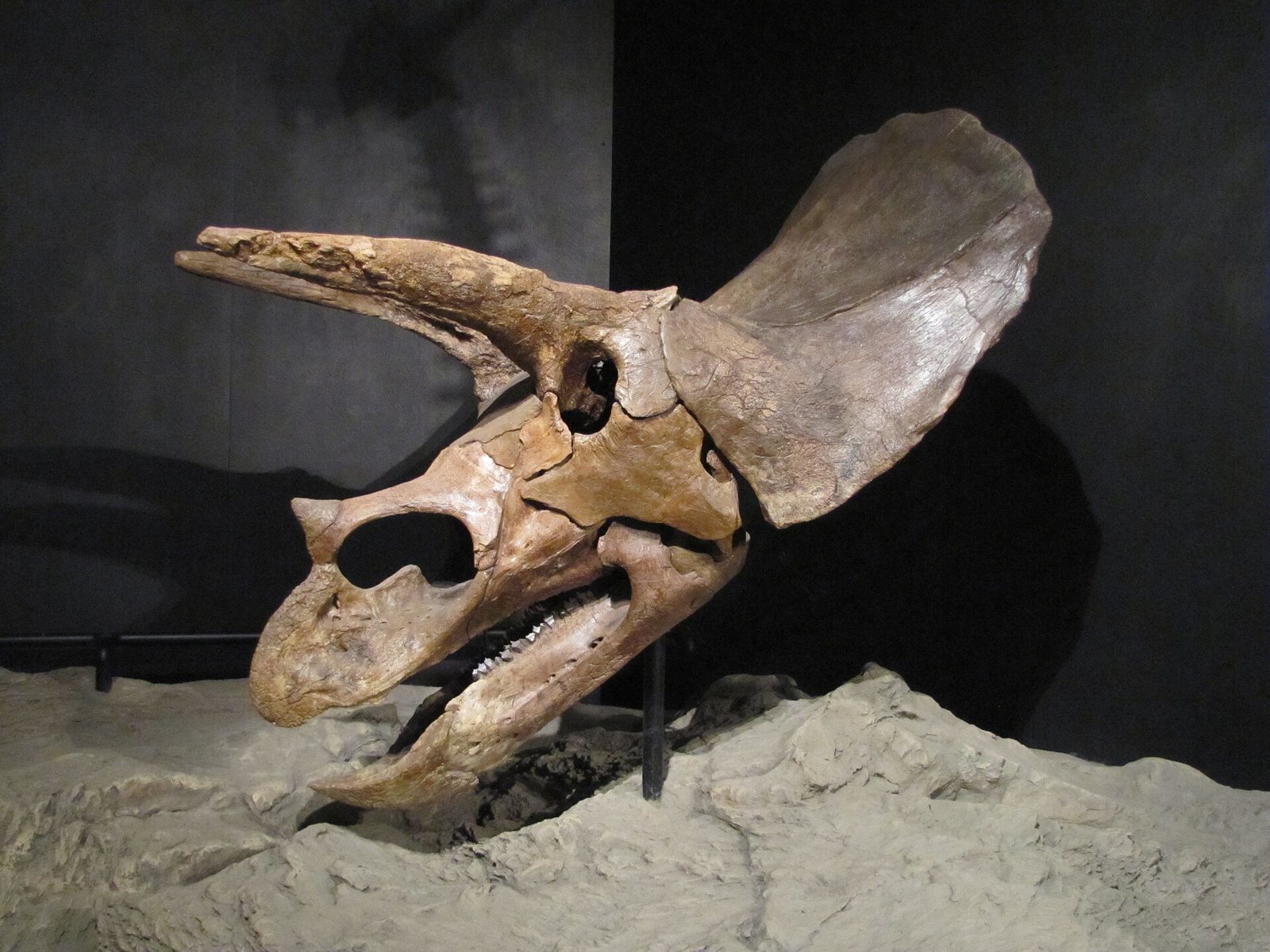 A Triceratops skull on a rocky mount against a black wall, with a long horn above the eye, a hooked beak, an open lower jaw with a row of teeth and a broad, smooth frill