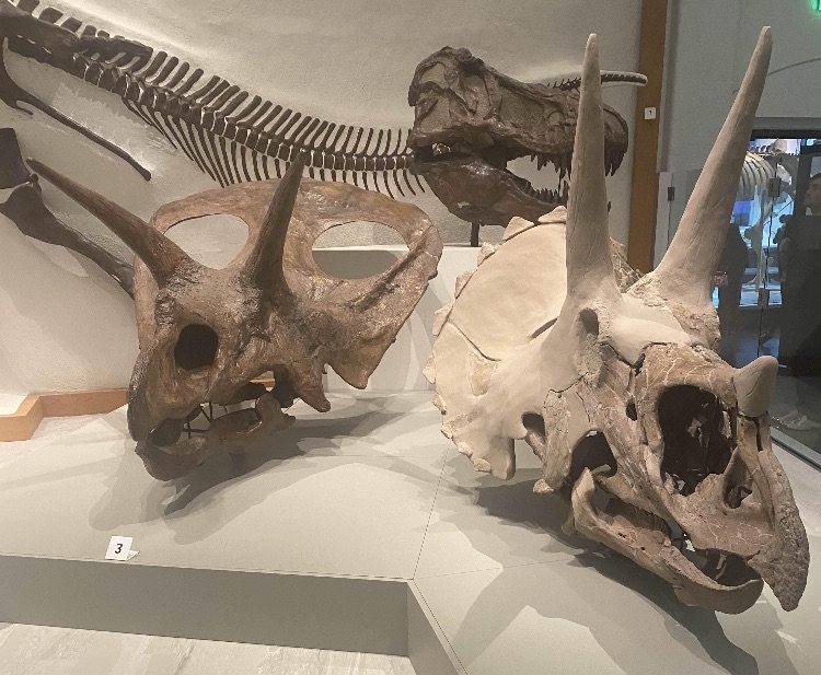 Two skulls side by side in a museum display: a brown Torosaurus skull on the left with two large openings in its frill, and a paler Triceratops skull on the right with a solid frill