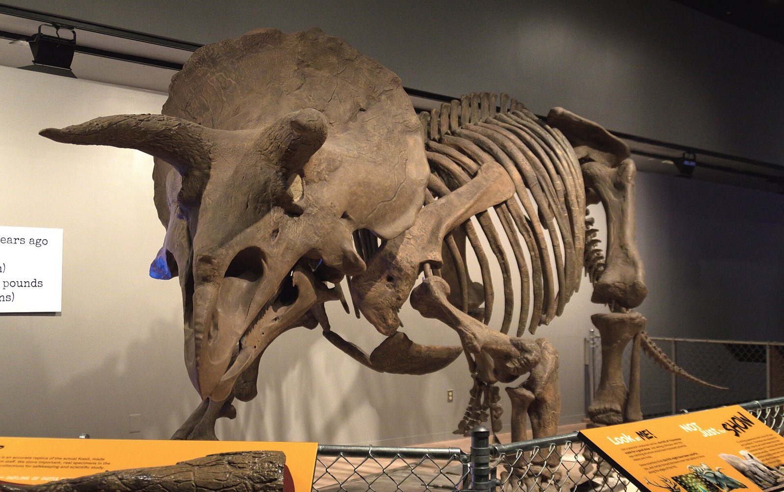 A mounted Triceratops skeleton in a museum hall seen from the front left, with a huge domed frill, two brow horns and orange information panels along the fence in front