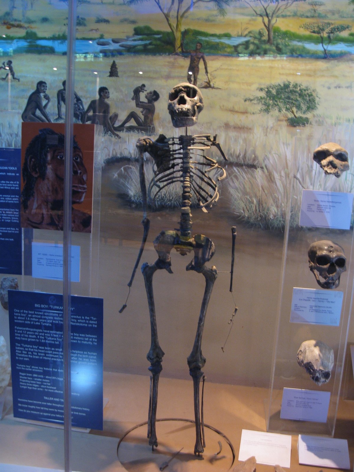 A skeleton mounted upright in a glass case at the Nairobi National Museum, in front of a painted backdrop of a grassland with trees, with skull casts on stands beside it