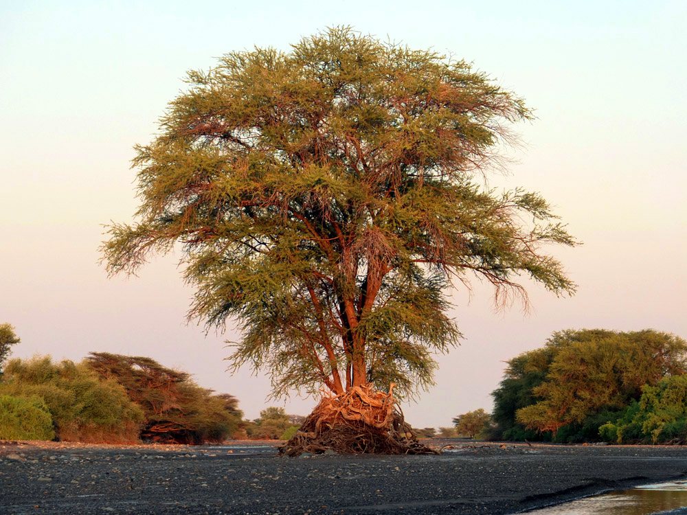 A single flat-topped acacia tree on a dry riverbed at sunset, with low scrub behind it, in Turkana County, Kenya
