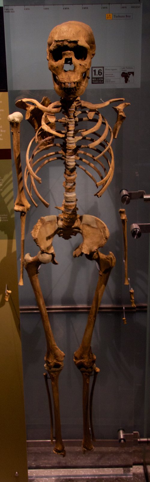 A tall, narrow display case holding a nearly complete skeleton of orange-brown bones standing upright, with the skull at the top and the long leg bones below