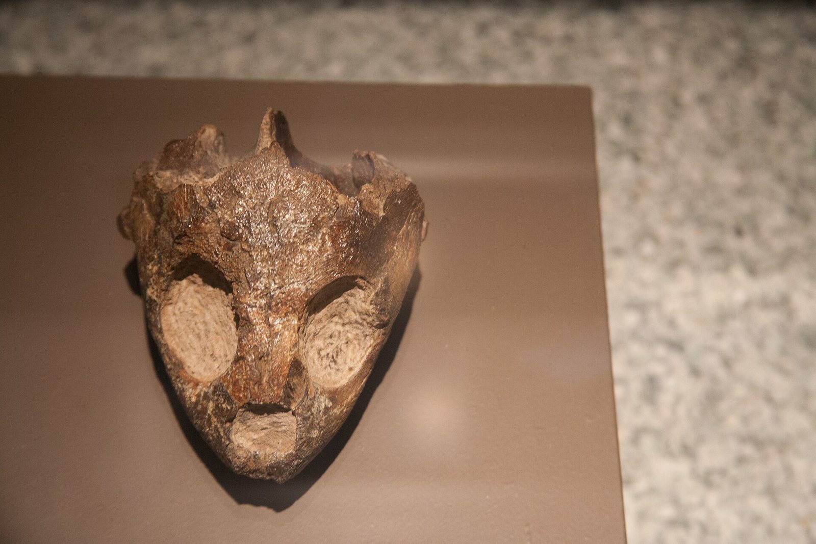 A small fossil turtle skull seen from the front on a brown museum shelf, a rough, brown, rock-hard heart-shaped piece with two large rounded eye sockets filled with stone and a short row of horns or spikes along the back edge