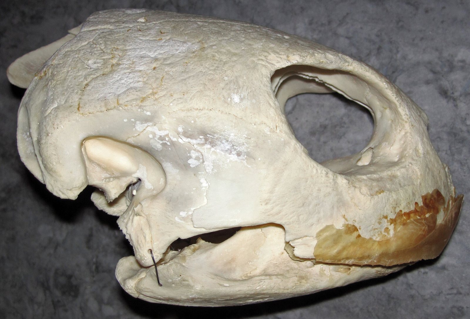 The right side of a pale sea turtle skull on a gray stone surface: a smooth bony roof, one large oval eye socket, a toothless jaw with a worn brown beak edge at the snout and a thin wire holding the lower jaw in place