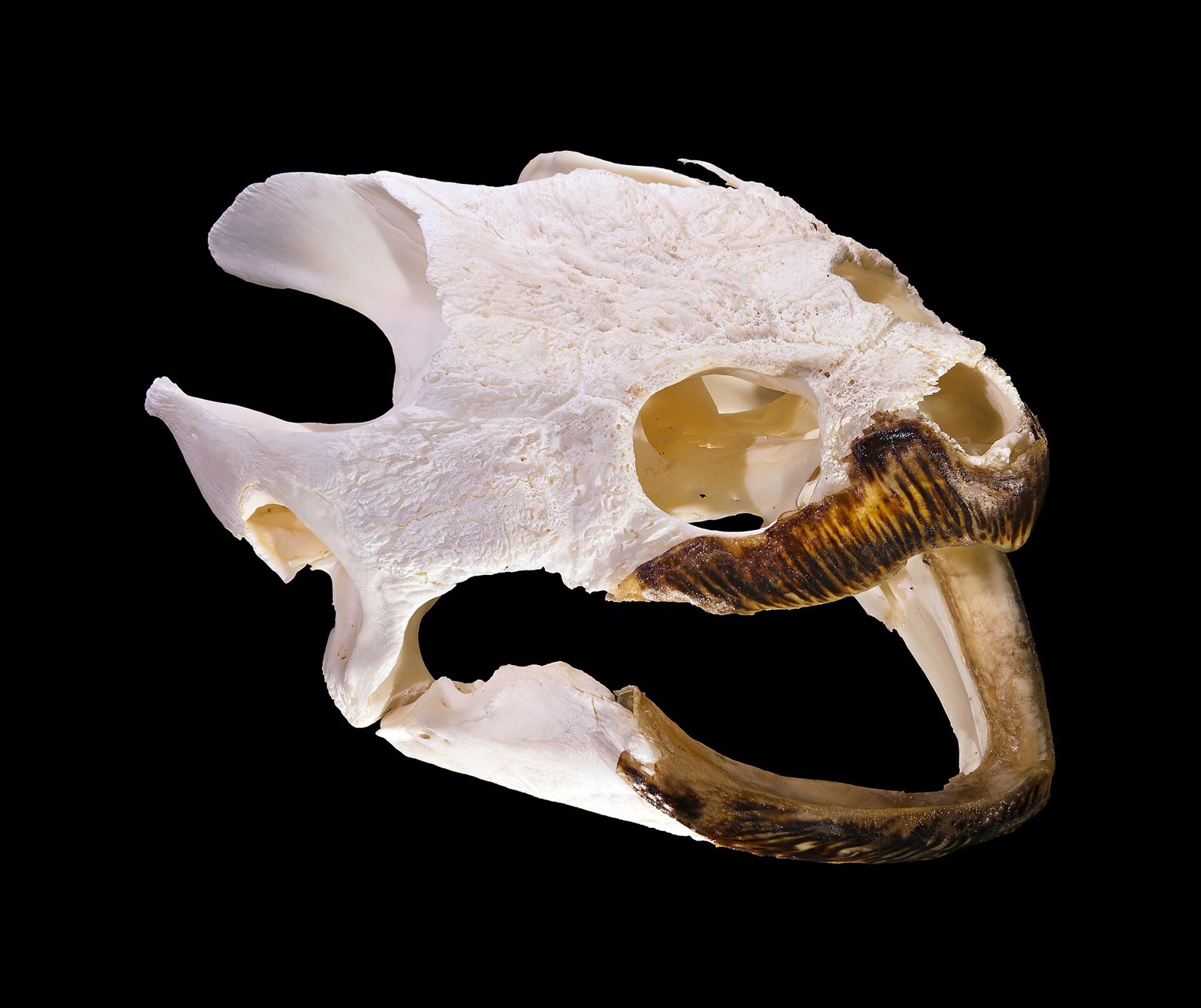 The skull of a snapping turtle on a black background, a broad pale bone with two large eye sockets, a dark, ridged horny beak whose upper jaw ends in a pronounced hook, and the lower jaw hanging open below it