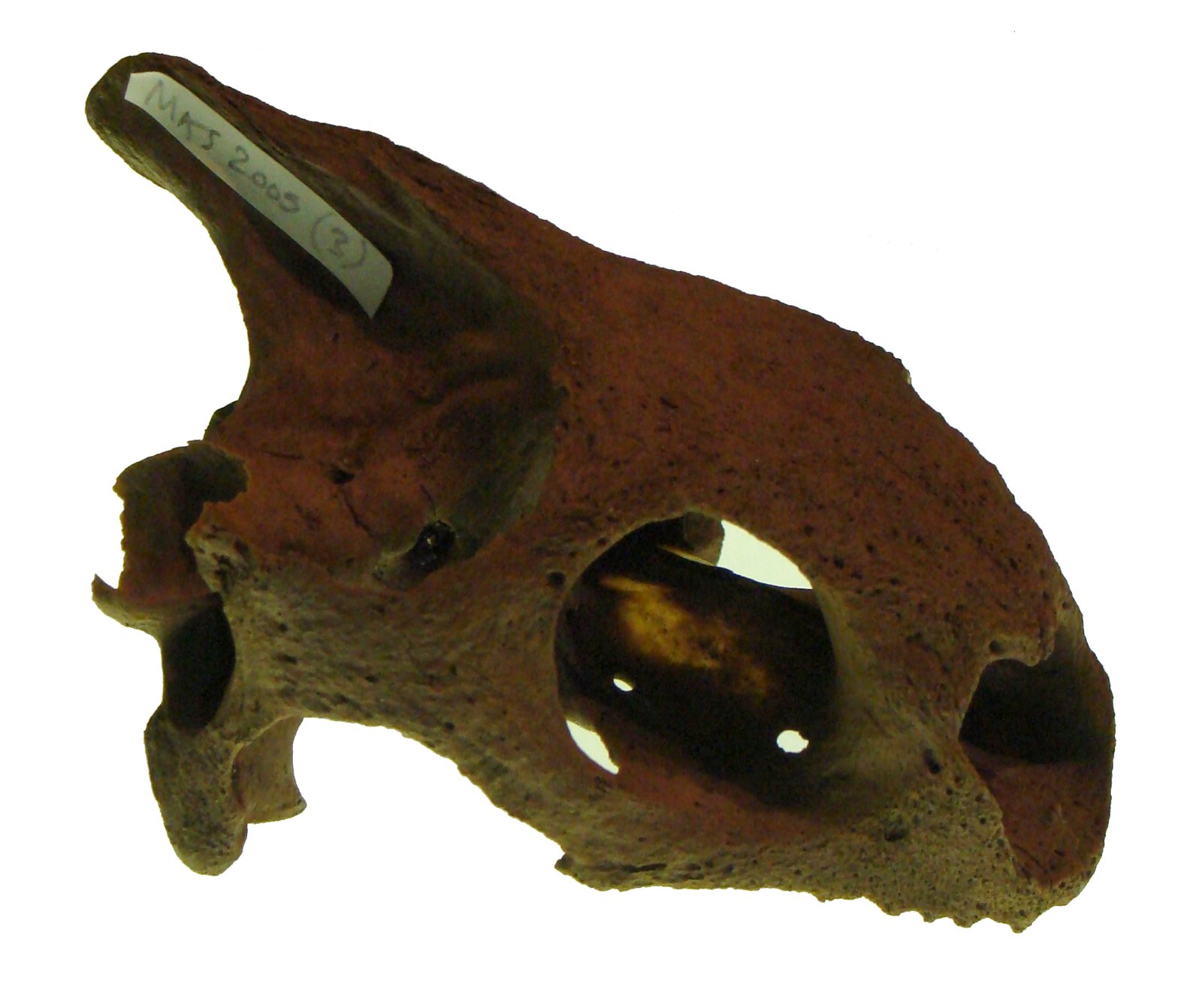 The skull of an extinct giant tortoise in side view against white, reddish brown and heavily built, with a tall rounded snout, a large oval eye socket and a paper label tied to the bone