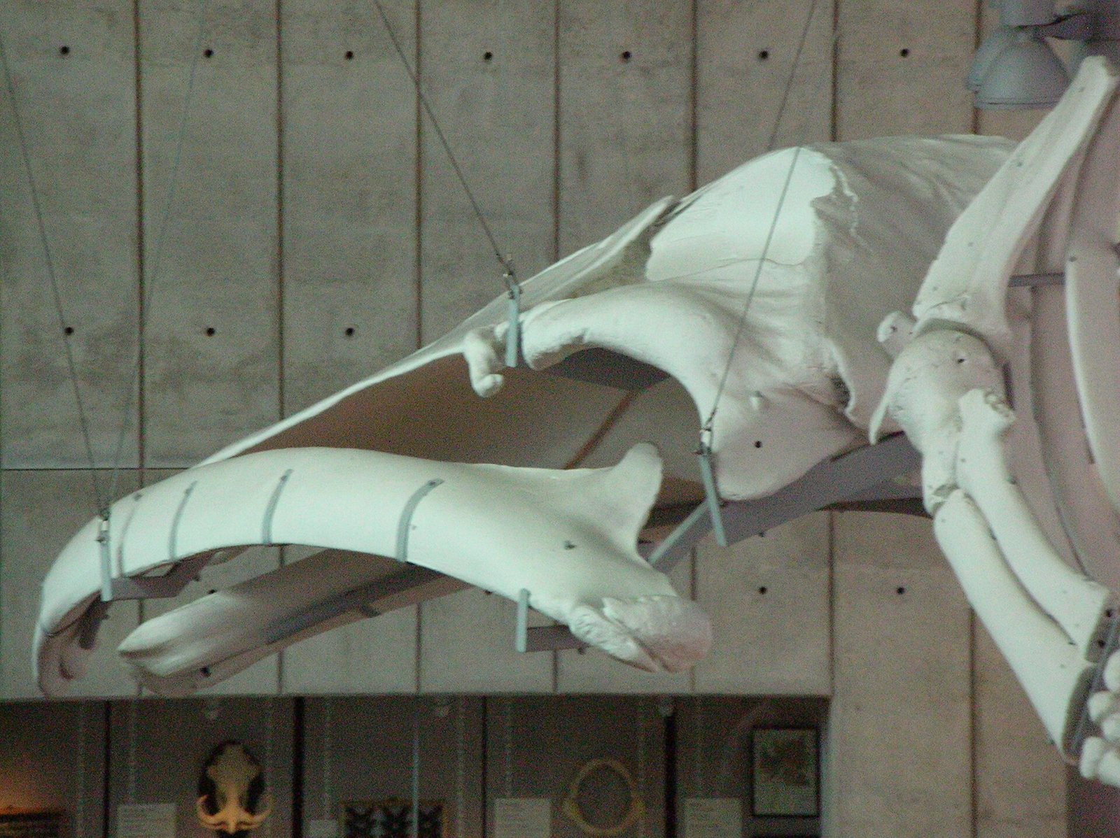 The pale skull and long arched jaw of a blue whale skeleton suspended in a museum, seen from the left side