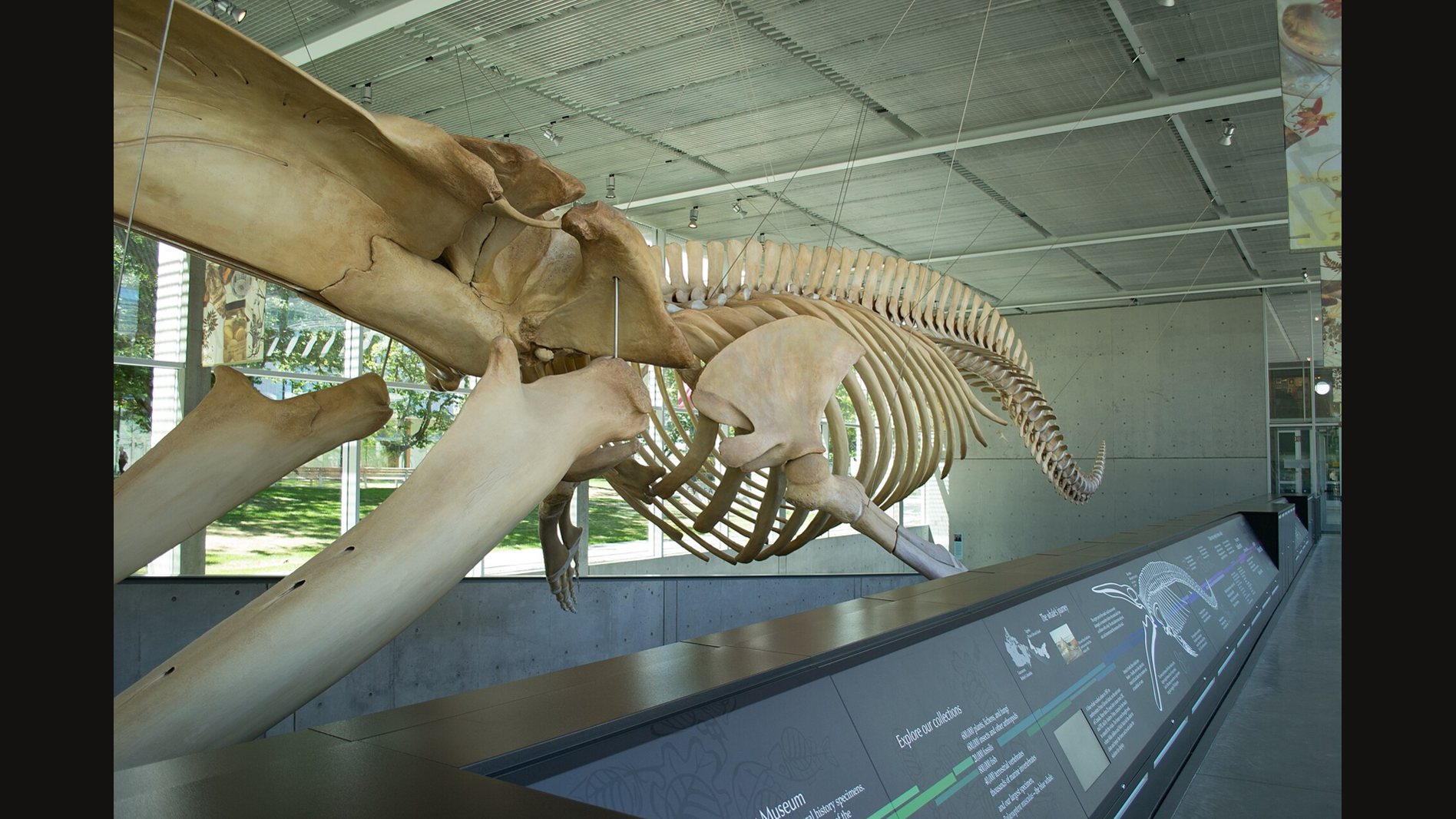 The skull, jaw and ribs of a blue whale skeleton hung from the ceiling of a museum gallery