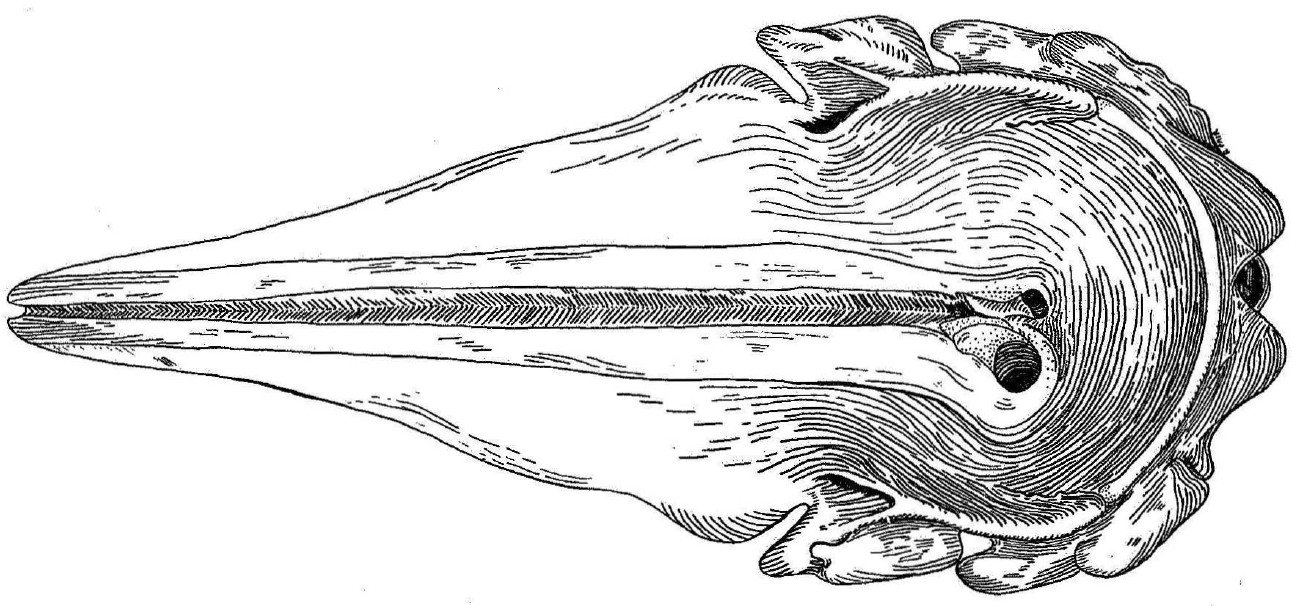 Line drawing of a sperm whale skull seen from above, with a long narrow snout and an uneven, asymmetrical back of the skull