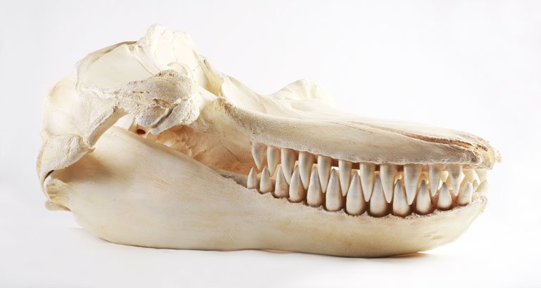 Side view of a killer whale skull cast on a white background, with a heavy lower jaw and a row of large conical teeth