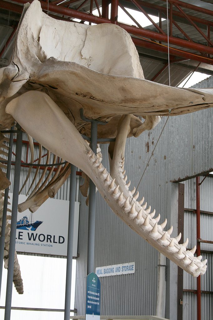 A sperm whale skull hanging in a museum hall, with the huge braincase above and a long lower jaw lined with conical teeth