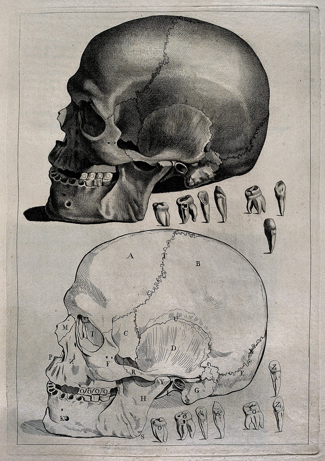 An anatomical etching of a human skull in side view above an outline diagram of the same skull, with six individual teeth drawn between them and letters labeling the bones
