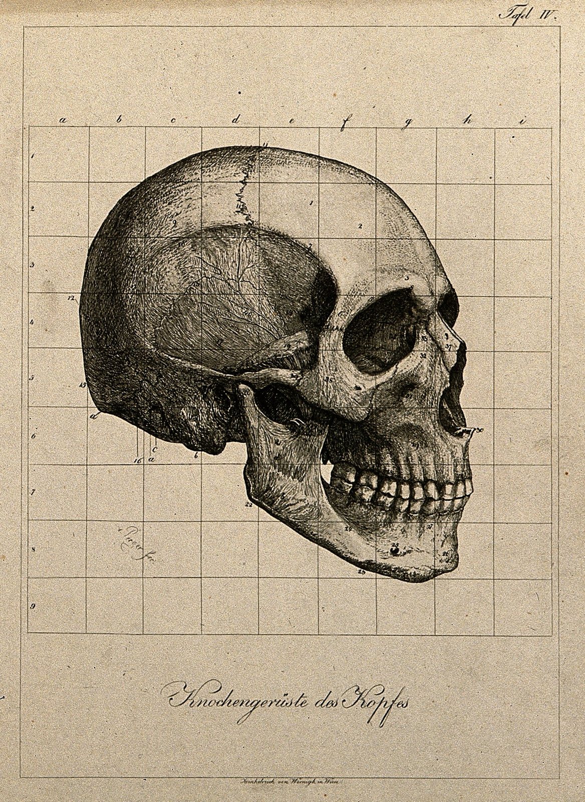 An etching of a human skull in profile on a grid, with every tooth still in place in the upper and lower jaws and a handwritten caption beneath
