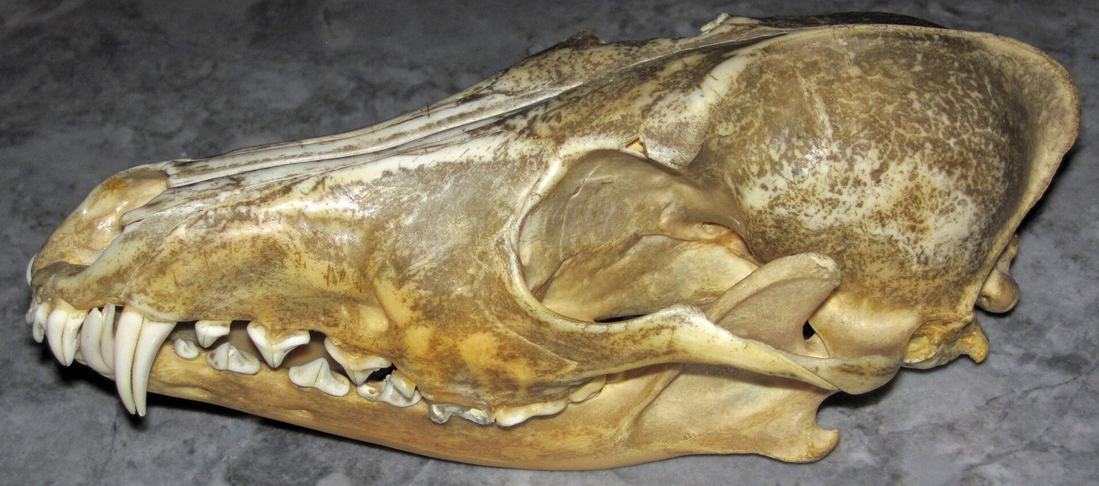 Side view of a coyote skull with a narrow muzzle, long pointed canines and a rounded braincase