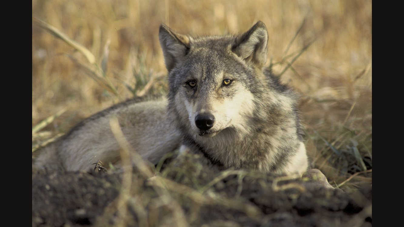 A gray wolf lying in dry grass and looking toward the camera with its ears up