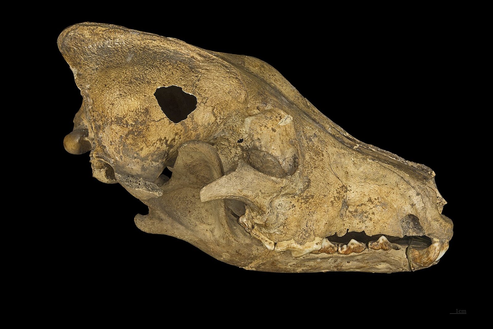 Side view of a heavy, tan and brown wolf skull on a black background, with a dark hole in the braincase and a long jaw full of teeth