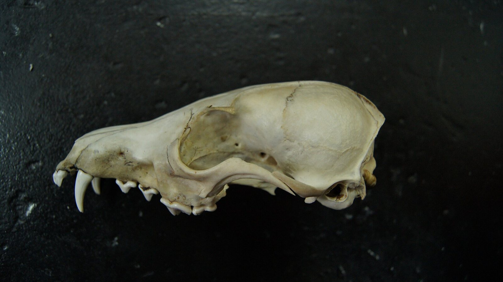 Side view of a wolf skull on a dark background, with a long muzzle, a large upper canine and a low ridge along the top of the braincase