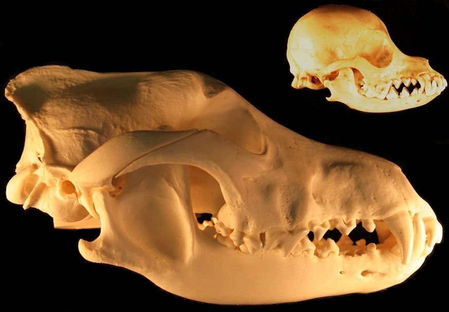 A large wolf skull in side view with a tiny chihuahua skull above it at the same scale, on a black background
