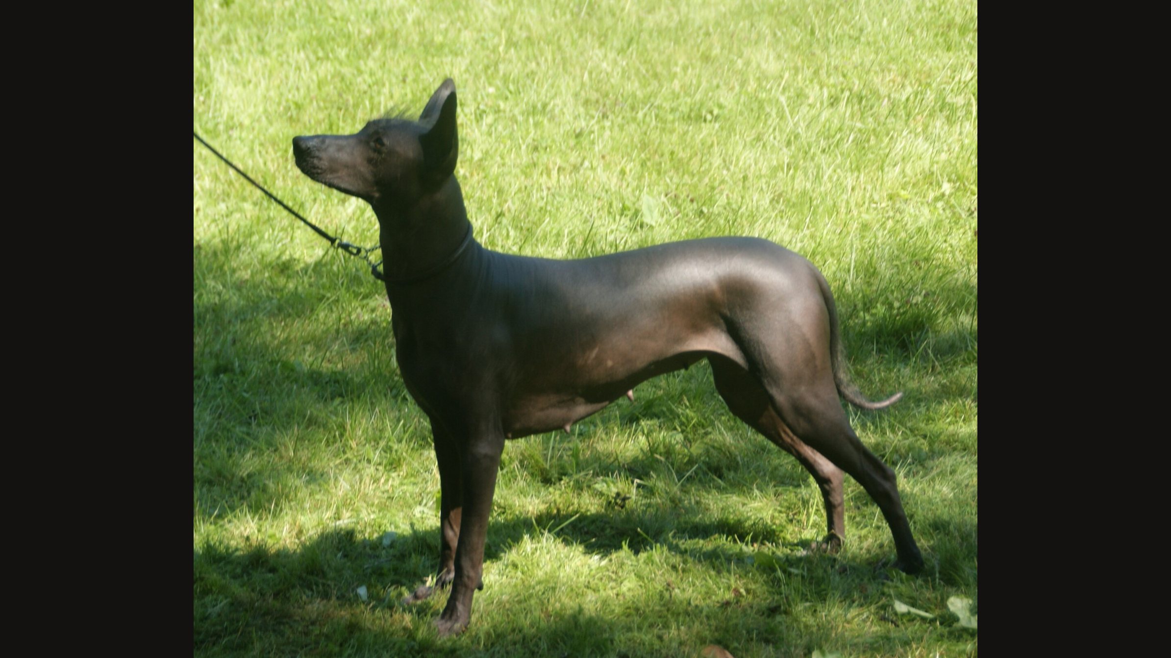 Un xoloitzcuintle gris oscuro sin pelo, de pie y de perfil sobre un césped soleado, con correa, las orejas erguidas y la cabeza en alto