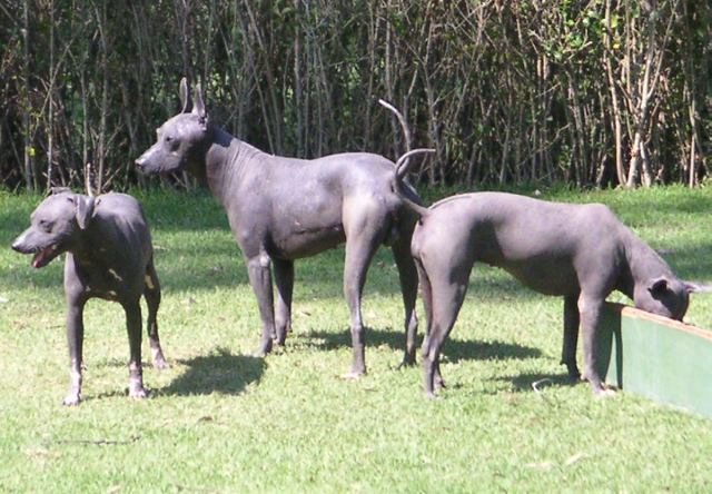 Tres xoloitzcuintles gris oscuro sin pelo de pie sobre un césped frente a un seto de cañas sin hojas, el de la derecha inclinado sobre un comedero verde bajo